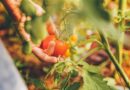 ﻿Letnia pielęgnacja pomidorów – nie może Cię zabraknąć na tym live