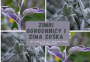 Zimni Ogrodnicy i Zimna Zośka