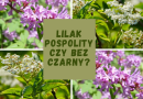 Lilak pospolity czy bez czarny?