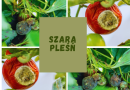 Szara pleśń