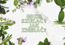 Gdzie szukać ? Jak zbierać ?