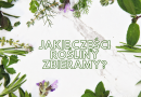 Jakie części rośliny zbieramy?