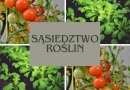 Dobre i złe sąsiedztwo roślin na działce