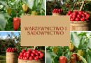 Warzywnictwo i sadownictwo na Rodzinnych Ogrodach Działkowych