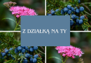 Z działką na Ty