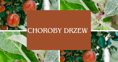 Choroby drzew, których można uniknąć Choroby drzew, których można uniknąć