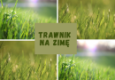 Trawnik na zimę