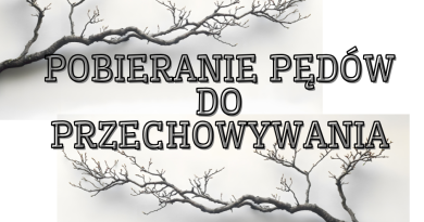 Pobieranie pędów do przechowywania Pobieranie pędów do przechowywania