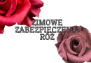 Zimowe zabezpieczenie róż Zimowe zabezpieczenie róż