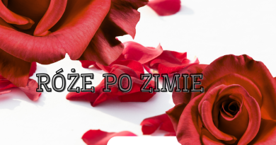„Róże po zimie” „Róże po zimie”