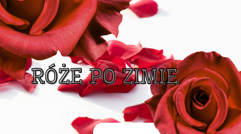 „Róże po zimie”