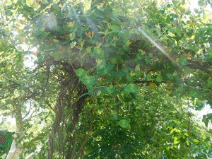 DSCN0376 