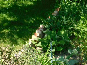 DSCN0474 